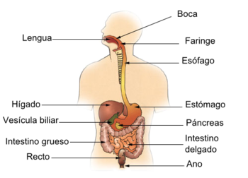 El Sistema Digestivo